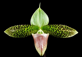 Paphiopedilum sukhakulii Arnie II AM/AOS 80 pts.